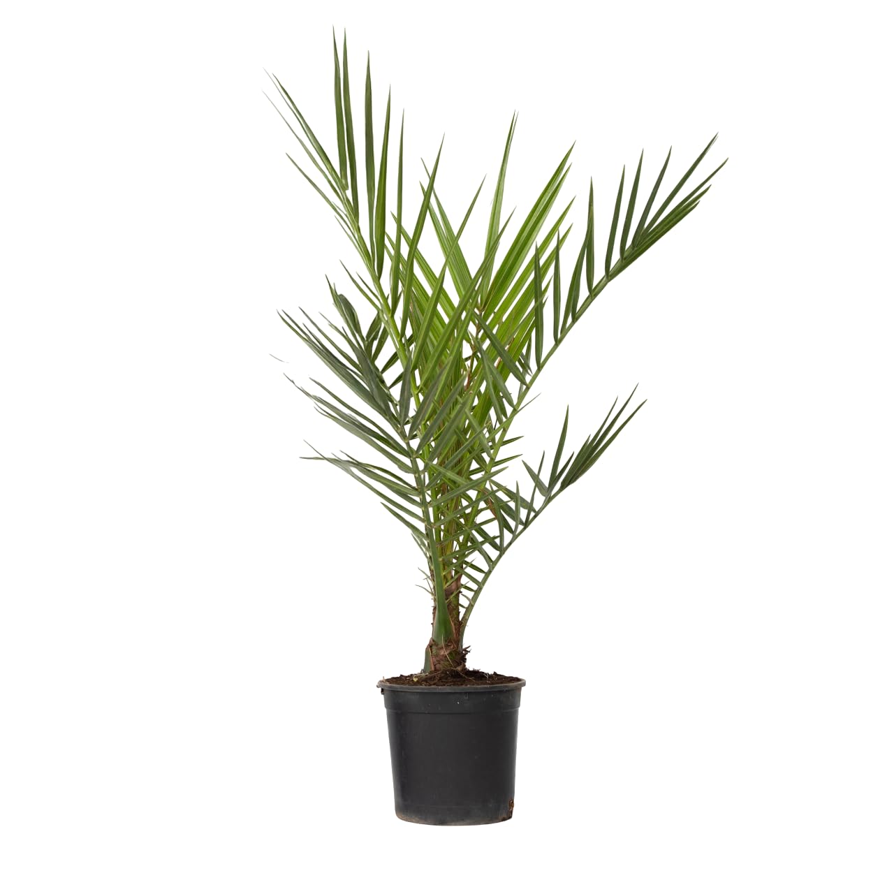Phoenix Canariensis - Palmier dattier des Canaries - Pot 15cm - Hauteur 50-60cm - Résistant au froid - Palmier d'extérieur