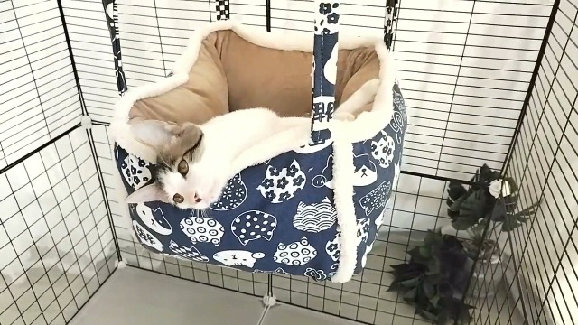 Amazon.co.jp: DOSEN HOFUL 猫 ネコ ハンモック はんもっく