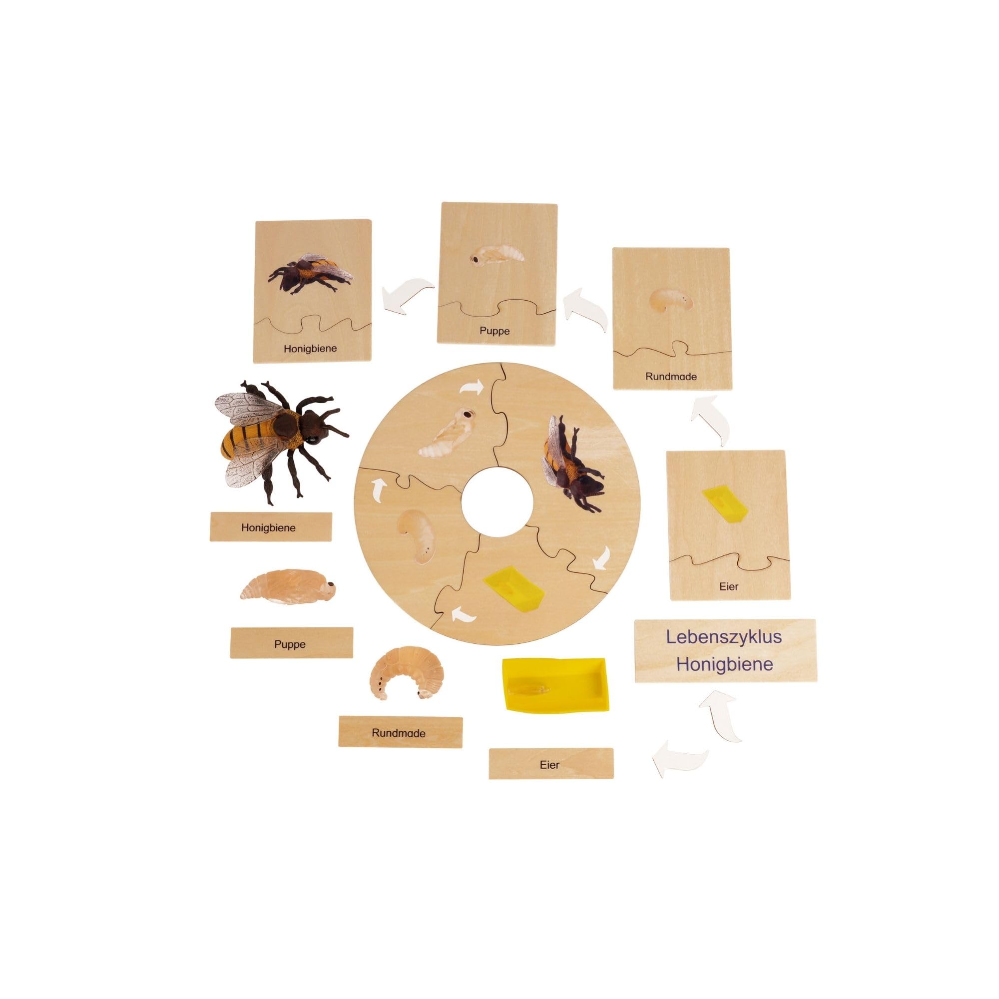 TimeTEX - Lebenszyklus einer Honigbiene | In Holzbox "Montessori Premium" | Zur Veranschaulichung des Entwicklungsprozesses einer Honigbiene | Maße der Holzbox: 23,1x12,1x5,6 cm