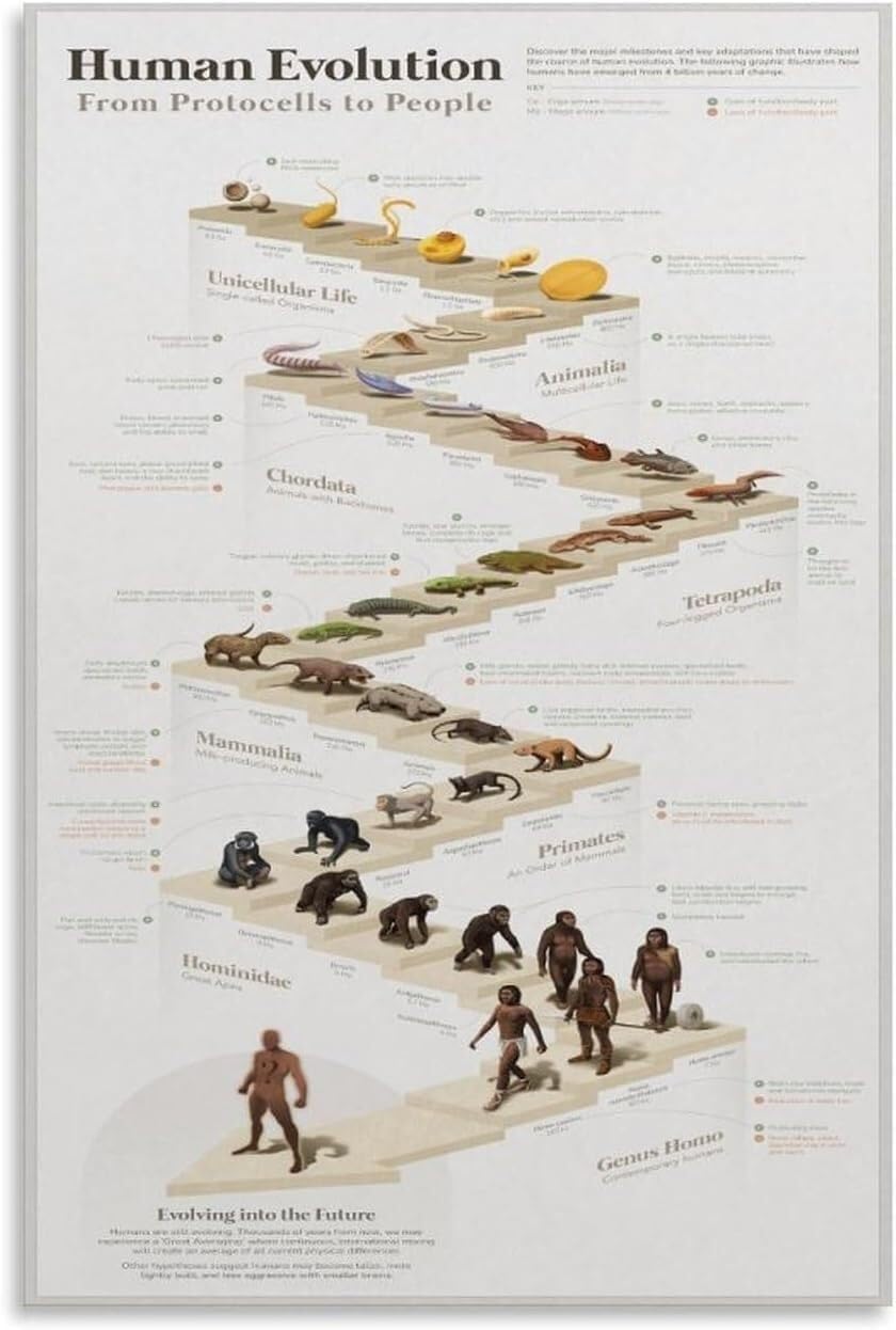 MDBJTCYZN Darwin Theory Poster Human Evolution Chart Evolutionary Journey Educational Guide Science Decor for Home Office(Unframed,12x18inch(30x45cm))