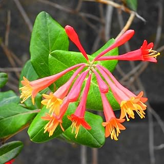 Coral Honeysuckle Vine Live Plant, Cold Hardy, Fragrant Honeysuckle Plants for Planting, Size 4 to 10 Inches Tall, No Pot, Well-Rooted, Zones 5 to 9