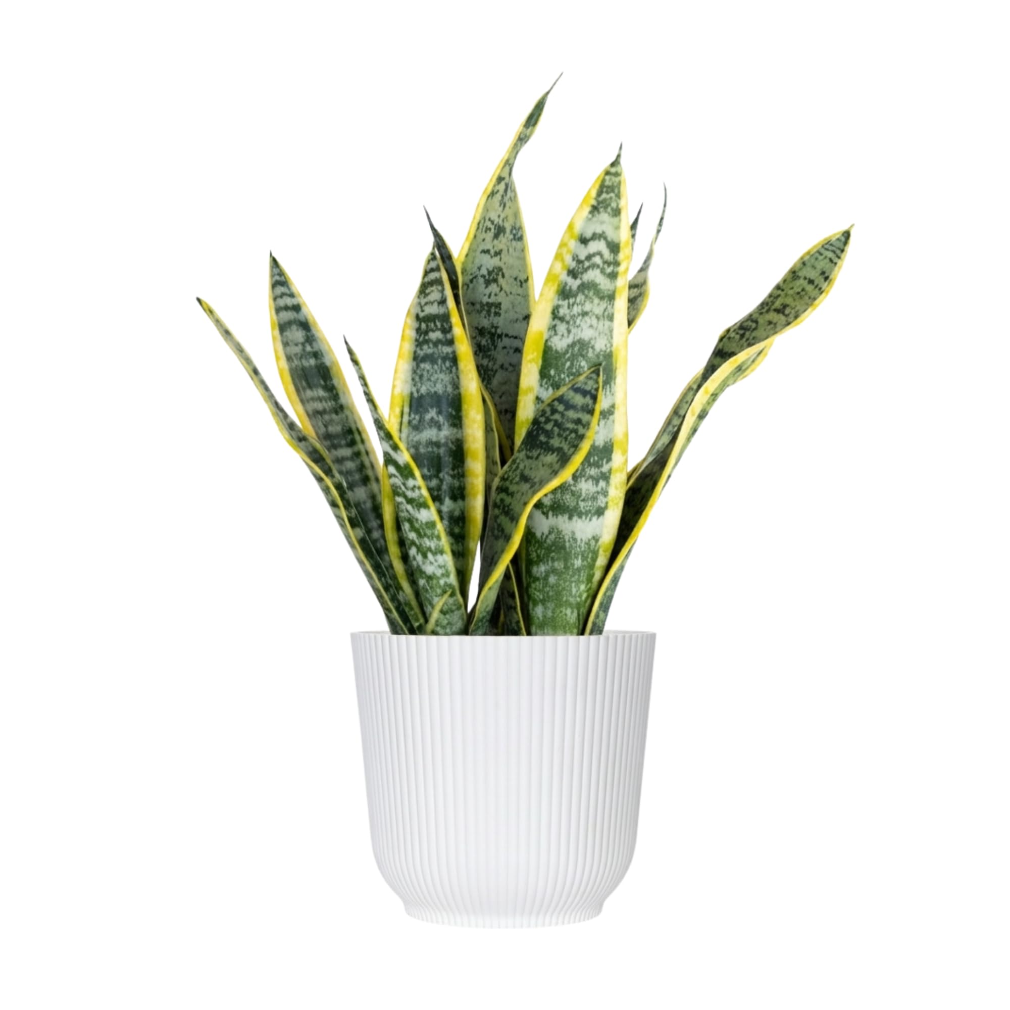 United Nursery Sansevieria Laurentii