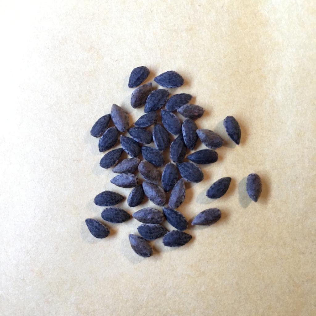 40 Semillas de Pino Carrasco - (Pinus halepensis)