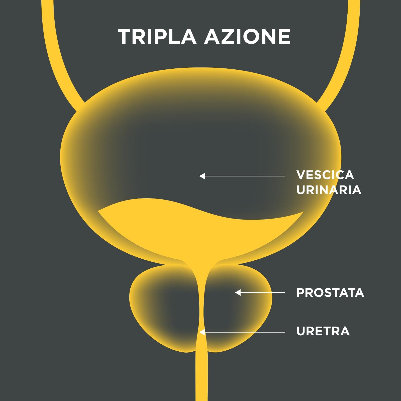innovazione per la salute della prostata. Formula liquida potentissima con tripla azione. Cucurbita pepo, Serenoa repens, Flowens®. 1 caps al dì.