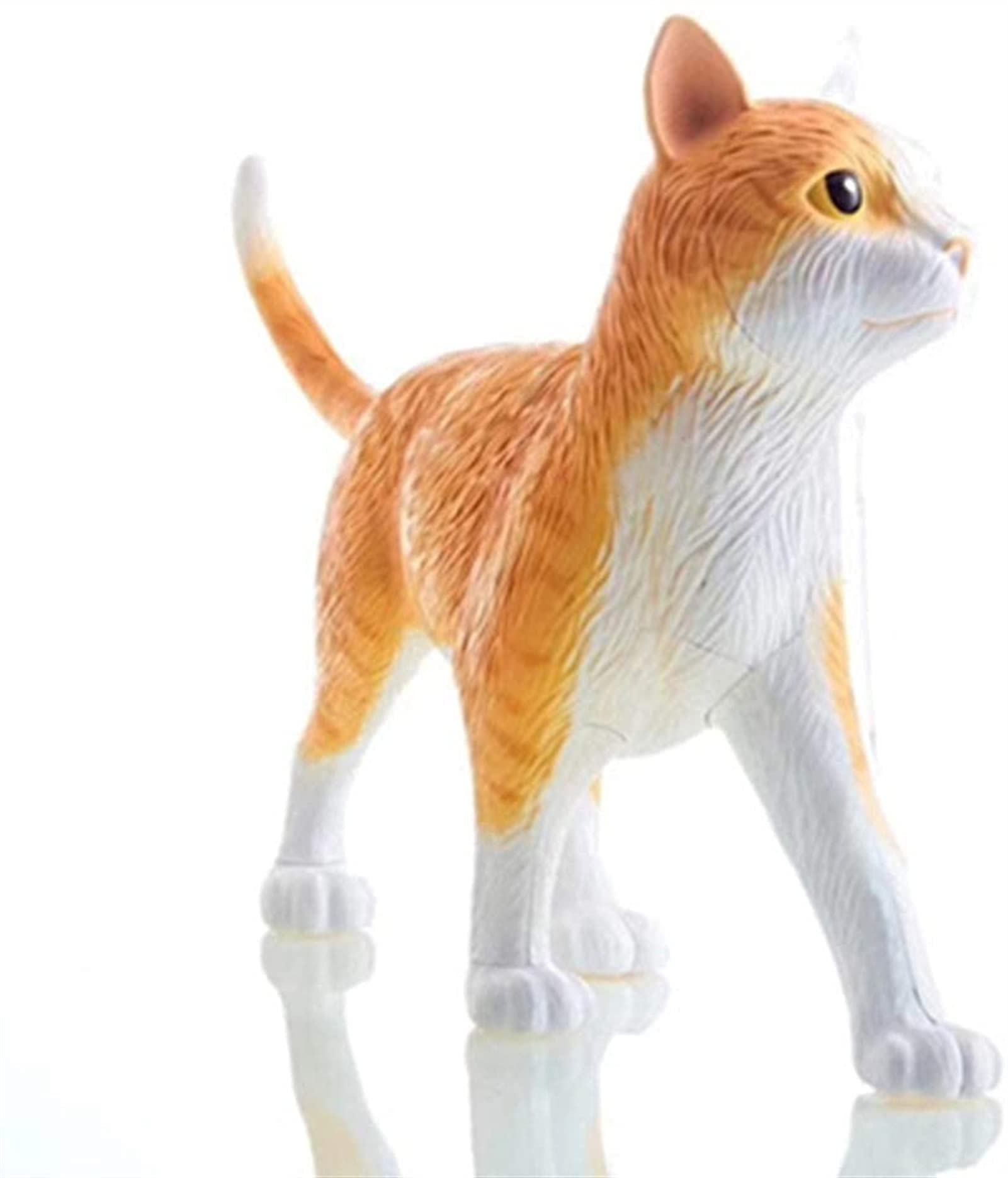 Amazon.co.jp: 猫、解剖学的モデル、取り外し可能な臓器、28部、猫の