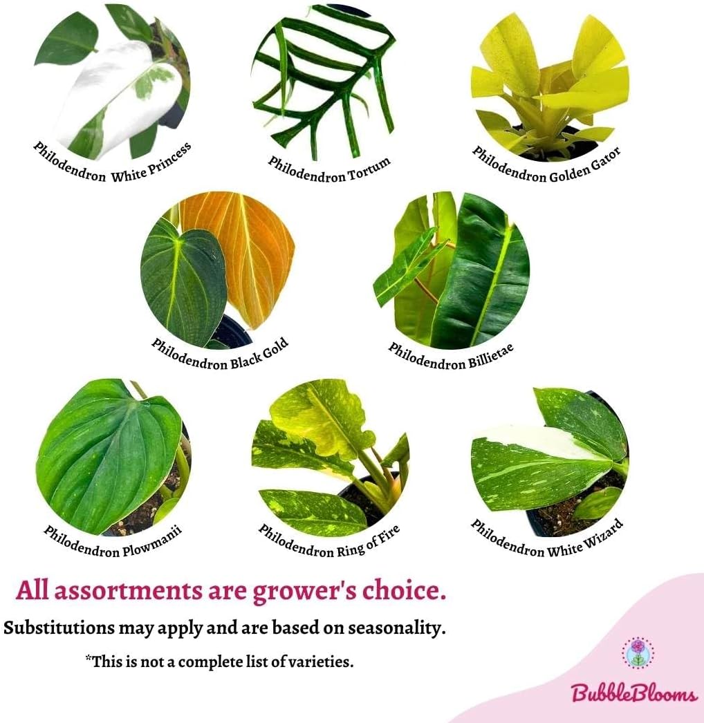 BubbleBlooms Rare Philodendron Assortment, 2 inch Set of 3, Very Rare Philo Set Growers Choice, tortum, Snowdrift, billietiae, White Princess