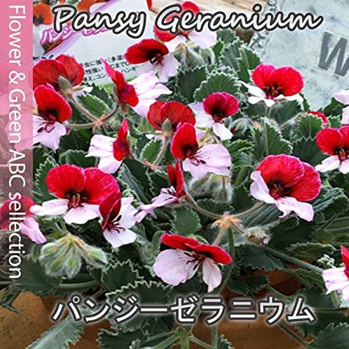 Amazon New 希少 可愛らしさno 1 パンジーゼラニウム3 5号苗 花