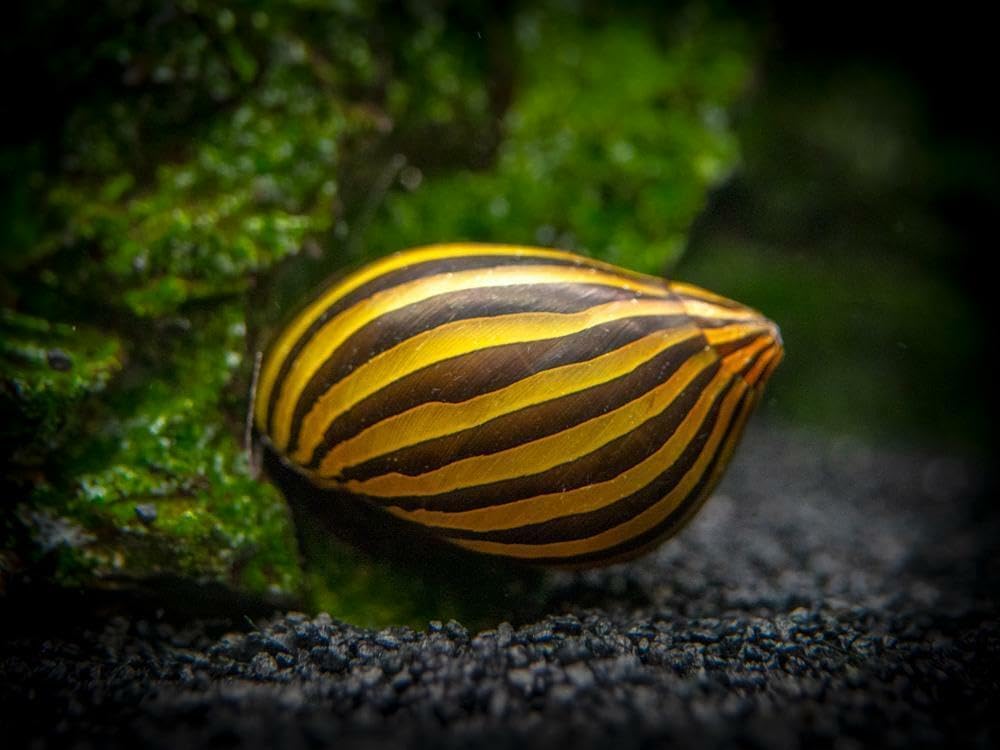 ZEBRA SNAIL 2cm TROPICAL AQUARIUM LIVE FISH ALGAE EATER TANK CLEANER (1 Snail)