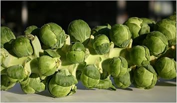 PREMIER SEEDS DIRECT - BRUSSEL SPROUT - BRILLIANT F1-80 FINEST SEEDS
