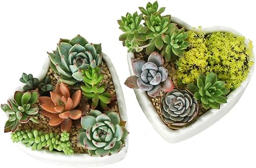 Miniatura 4 de Macetas suculentas de cerámica blanca pura en forma de corazón.