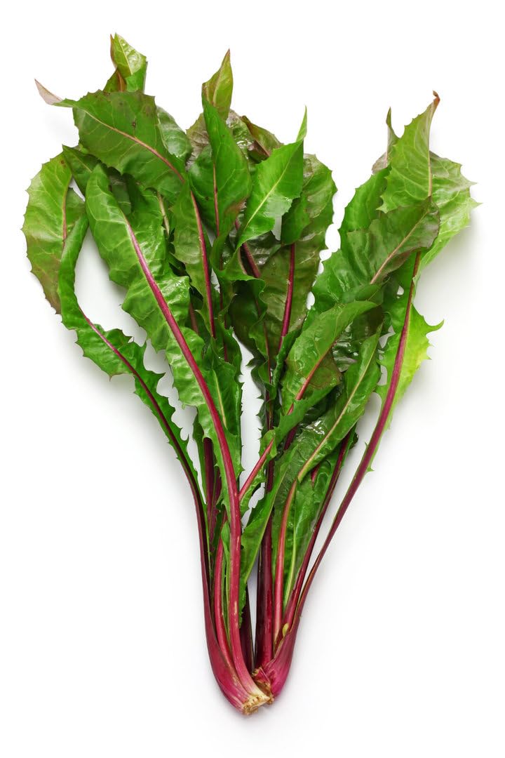 Chicory Italiko Rosso - 5,000 (6.42g's) BabyLeaf Vegetable Seeds - Standout Harvest Ability