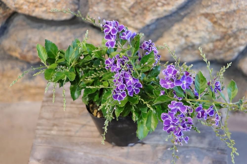 Amazon.co.jp: デュランタ 宝塚 3〜3.5号ポット苗 1株販売 寄せ植え Amazon.co.jp: デュランタ 宝塚 3〜3.5号ポット苗 1株販売 寄せ植え