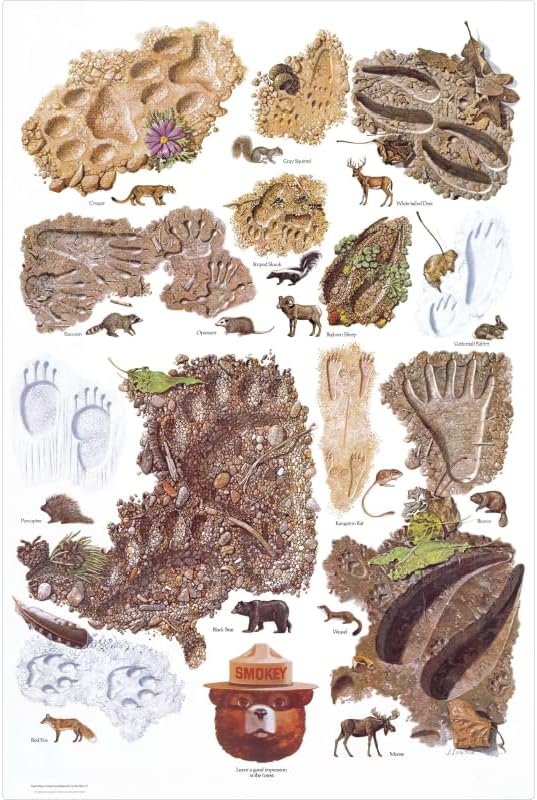Smokey Bear Animal Tracks