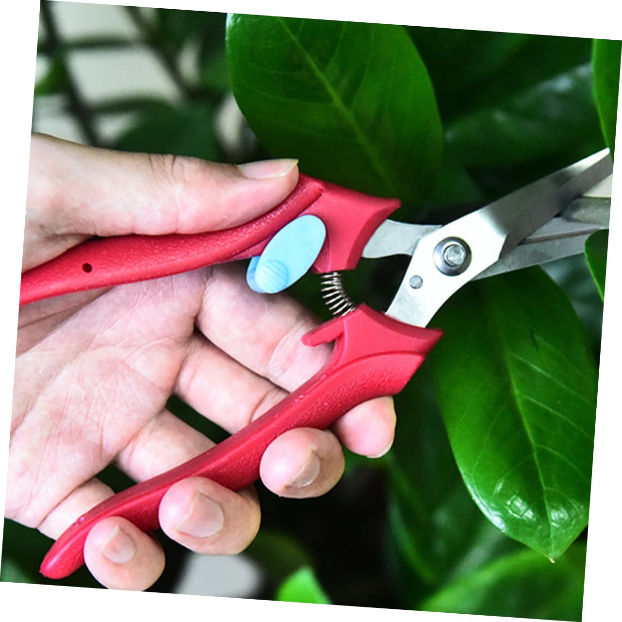 TOYANDONA 3 Pièces Sécateur de Jardin Ergonomique Inoxydable avec Ressort Élastique pour Élagage et de Fruits Outil de Jardinage Durable