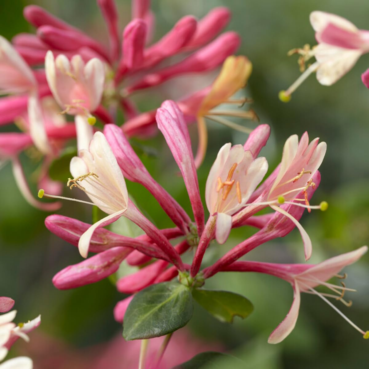 Bloomique - Lot de 2 - Lonicera Heckrottii Goldflame - Chèvrefeuille - Rouge, Jaune - Plantes grimpantes - Plantes de jardin - Rustiques - Pot 15cm - Hauteur 70-80 cm
