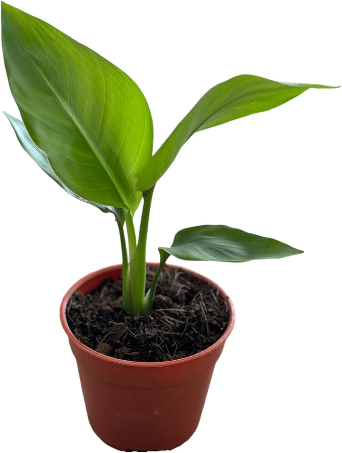 Live Bird of Paradise Plants in 4" Pot - Pet Safe Air Purifying Indoor Houseplants Flowers for Home Office Wedding Decor & Birthday Gift (Heat Pack Included)
