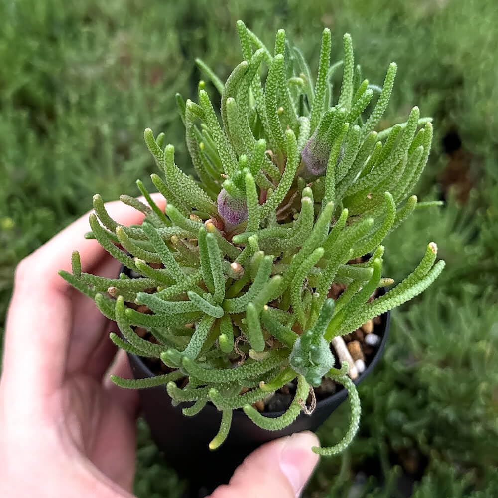 Amazon｜【植物】鉢植 フィロボルス・レスルゲンス【3号鉢