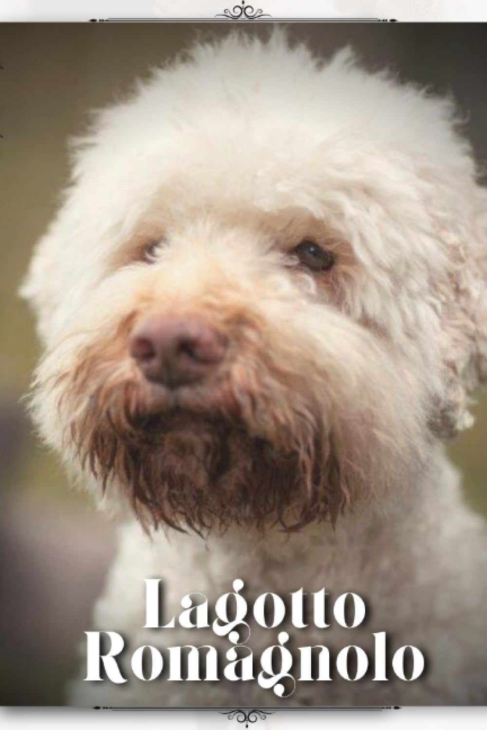 Lagotto Romagnolo: Dog breed overview and guide