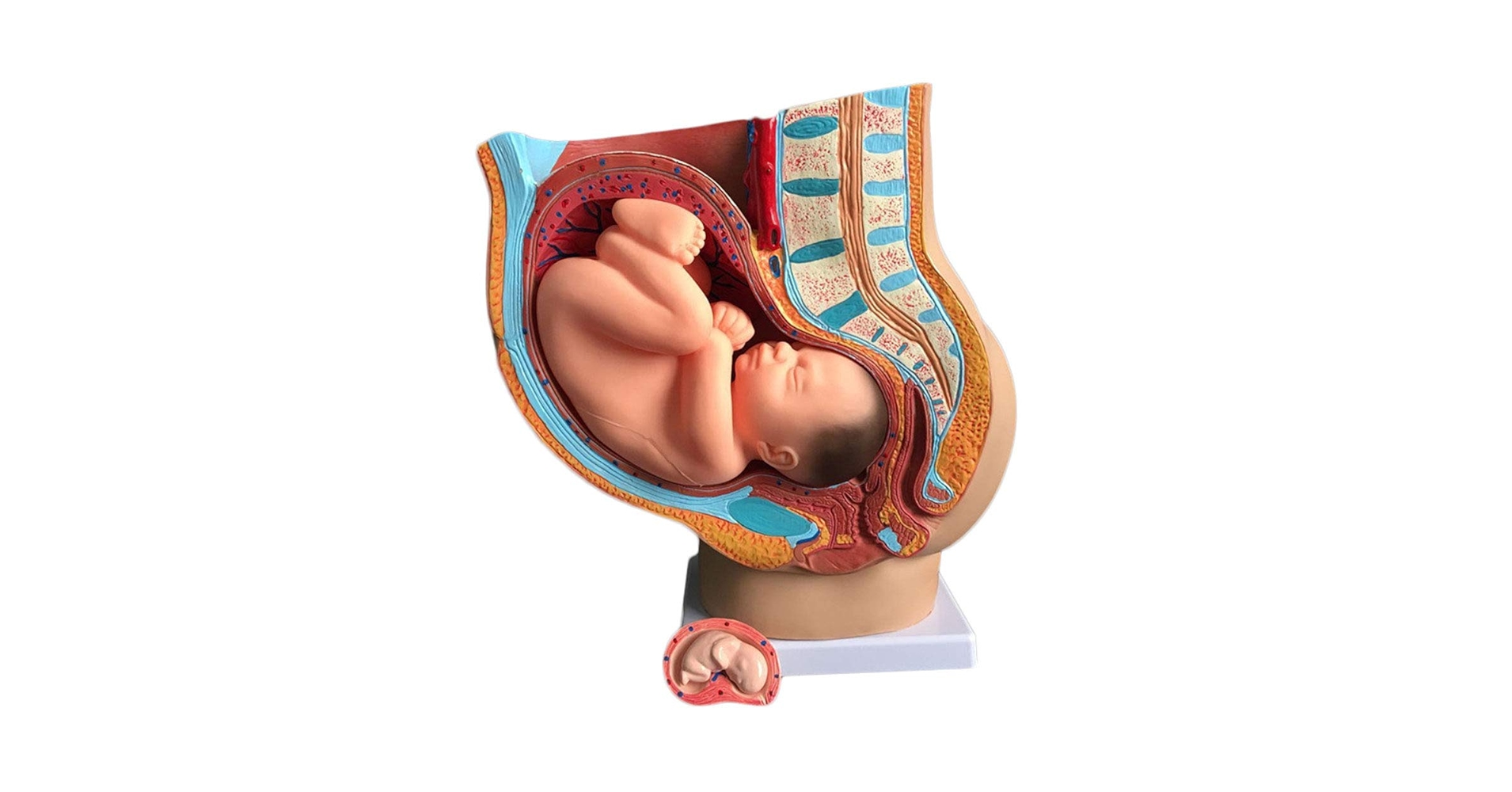 Amazon.co.jp: 人間の女性の骨盤、胎児のある骨盤モデル、妊娠 Amazon.co.jp: 人間の女性の骨盤、胎児のある骨盤モデル、妊娠