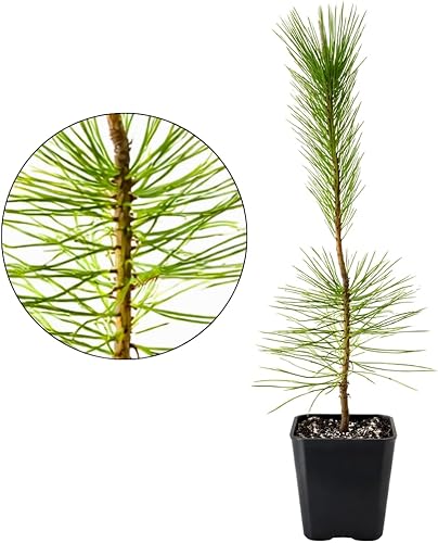 My Shelfie - Árbol bonsái de pino negro japonés, árbol bonsái alto, plantas vivas para jardín exterior o interior, maceta de 2 pulgadas