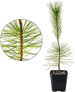 My Shelfie - Japanese Black Pine Bonsai Tree, Tall Bonsai Tree Live, Liv...