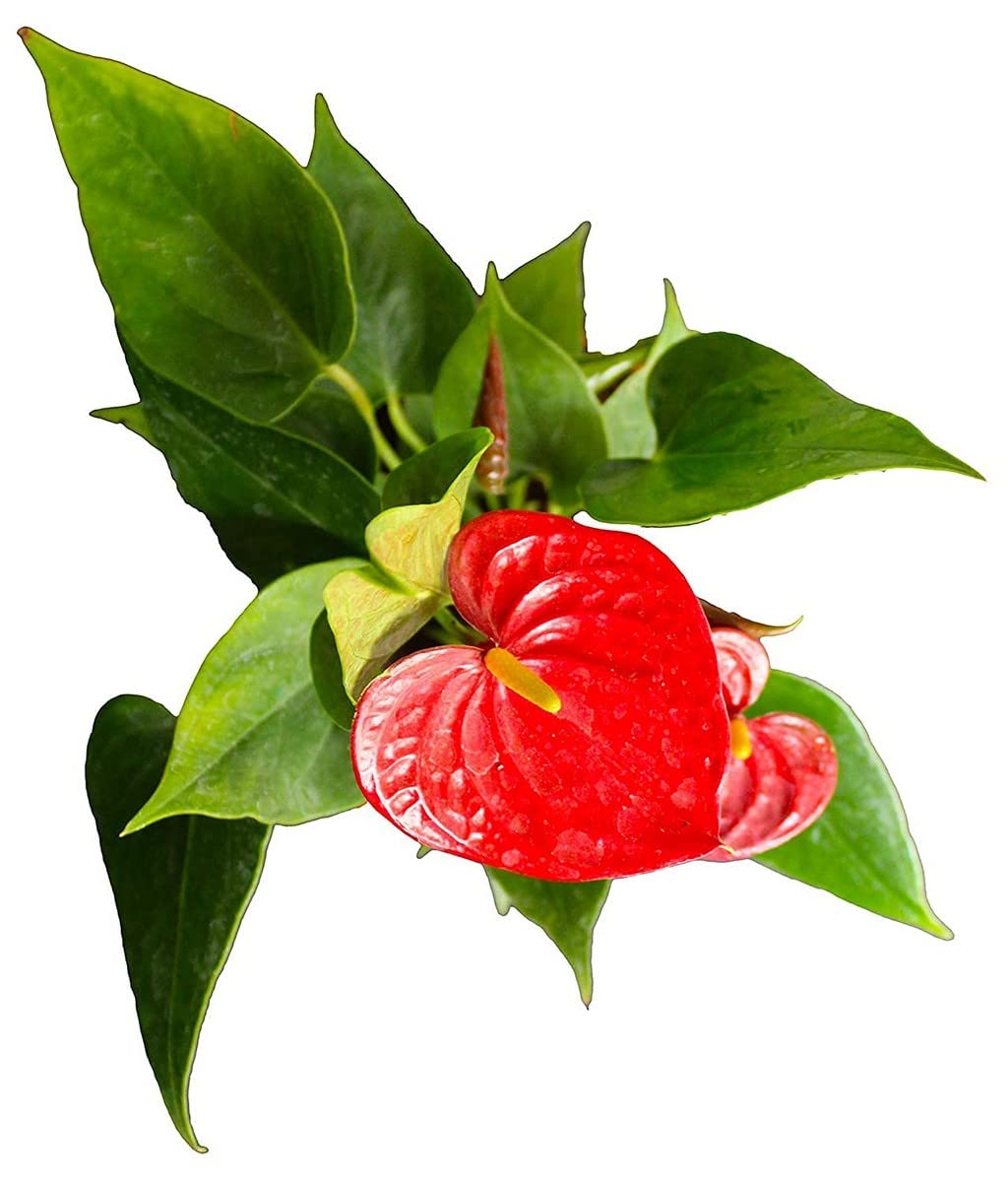 See full amazon price history chart for OhhSome Very Rare Blood Red Anthurium Big Size Live Plant | Exotic Indoor Air Purifying Home Décor (Healthy Plant) OhhSome Very Rare Blood Red Anthurium Big Size Live Plant | Exotic Indoor Air Purifying Home Décor (Healthy Plant) (B09QT465H7) Amazon Price History, Amazon Price Tracker