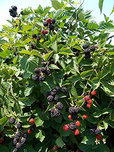 Plants Point High Delicious Dwarf Rare Rubus fruticosus BlackBerry Tasty Fruit Live Plant (1 Plant)