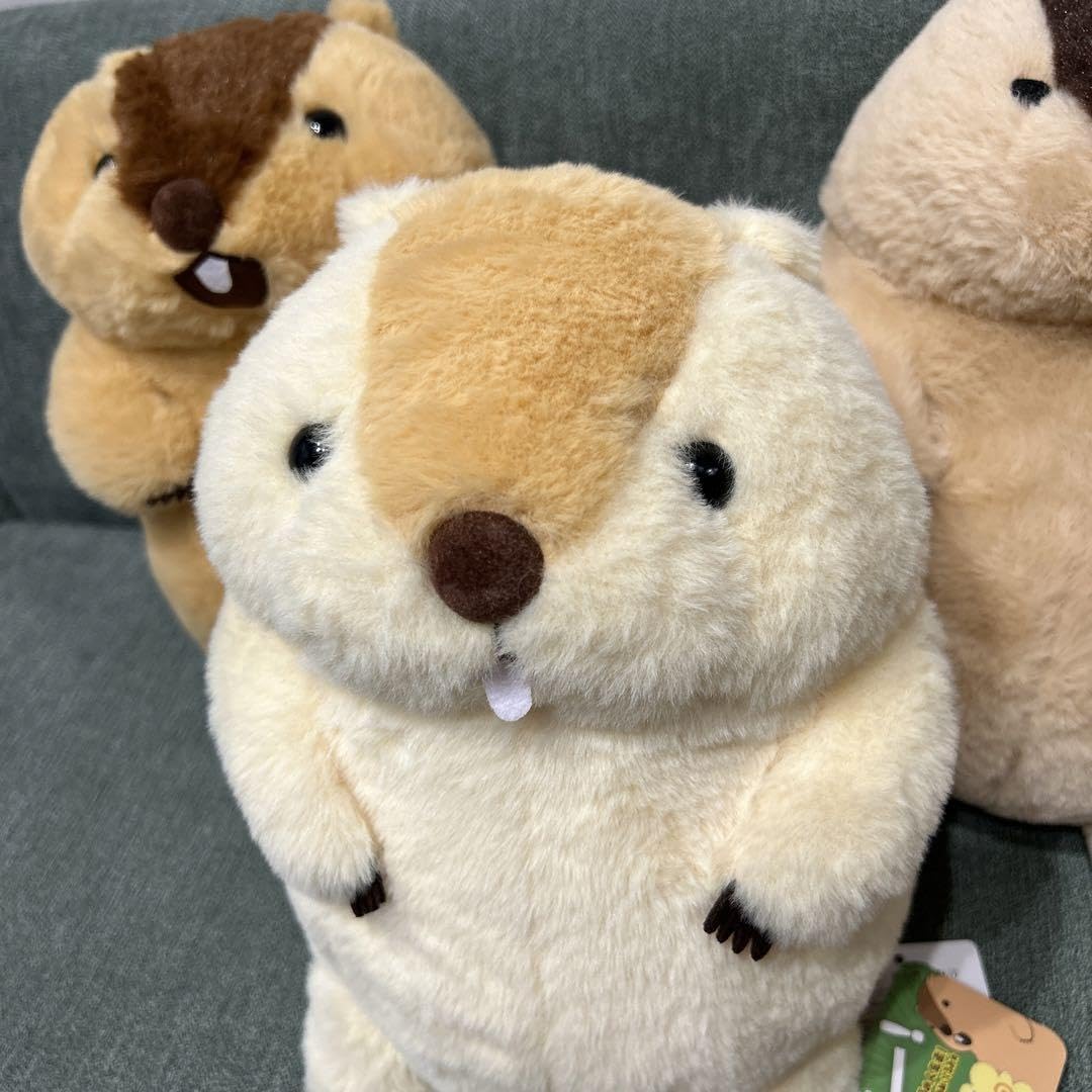 Amazon.co.jp: マーモットのもっとっと ぬいぐるみ 3種セット