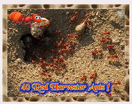Insectsales.com Live Ants for Ant Farms with Free Ant Food