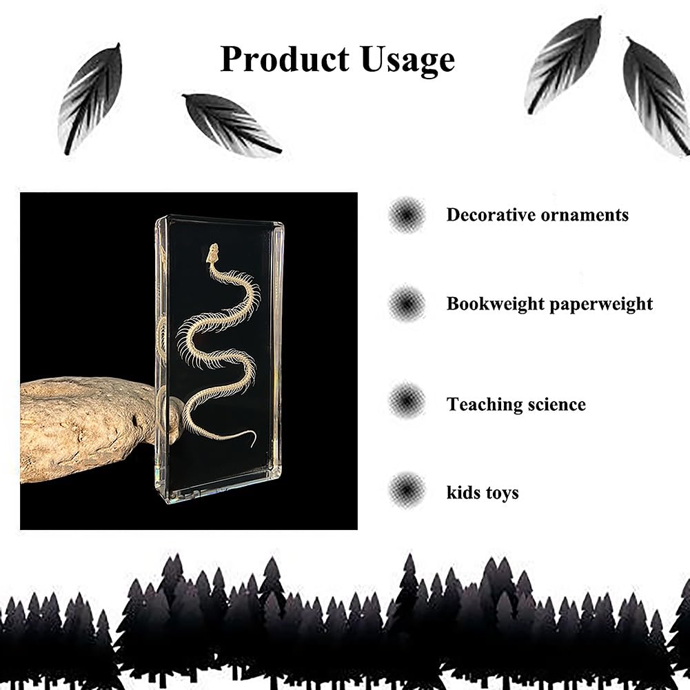 Esemplare di scheletro completo di vero animale in acrilico per l'educazione scientifica, ottimo regalo per gli appassionati di tassidermia (Color : Snake)