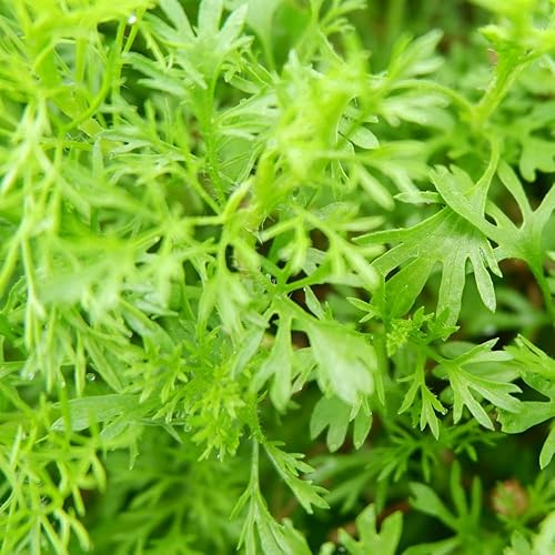 Coriander Seeds Coriandrum sativum Cilantro Chinese Parsley Hardy Annual Fragrant