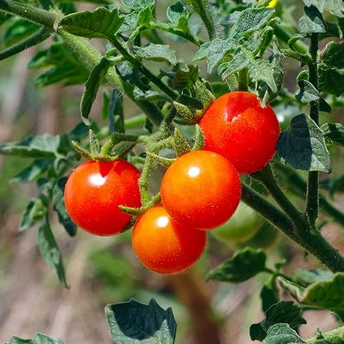 Miniatura 4 de Planta de tomate cherry, planta inicial de tomate vivo de 4 pulgadas