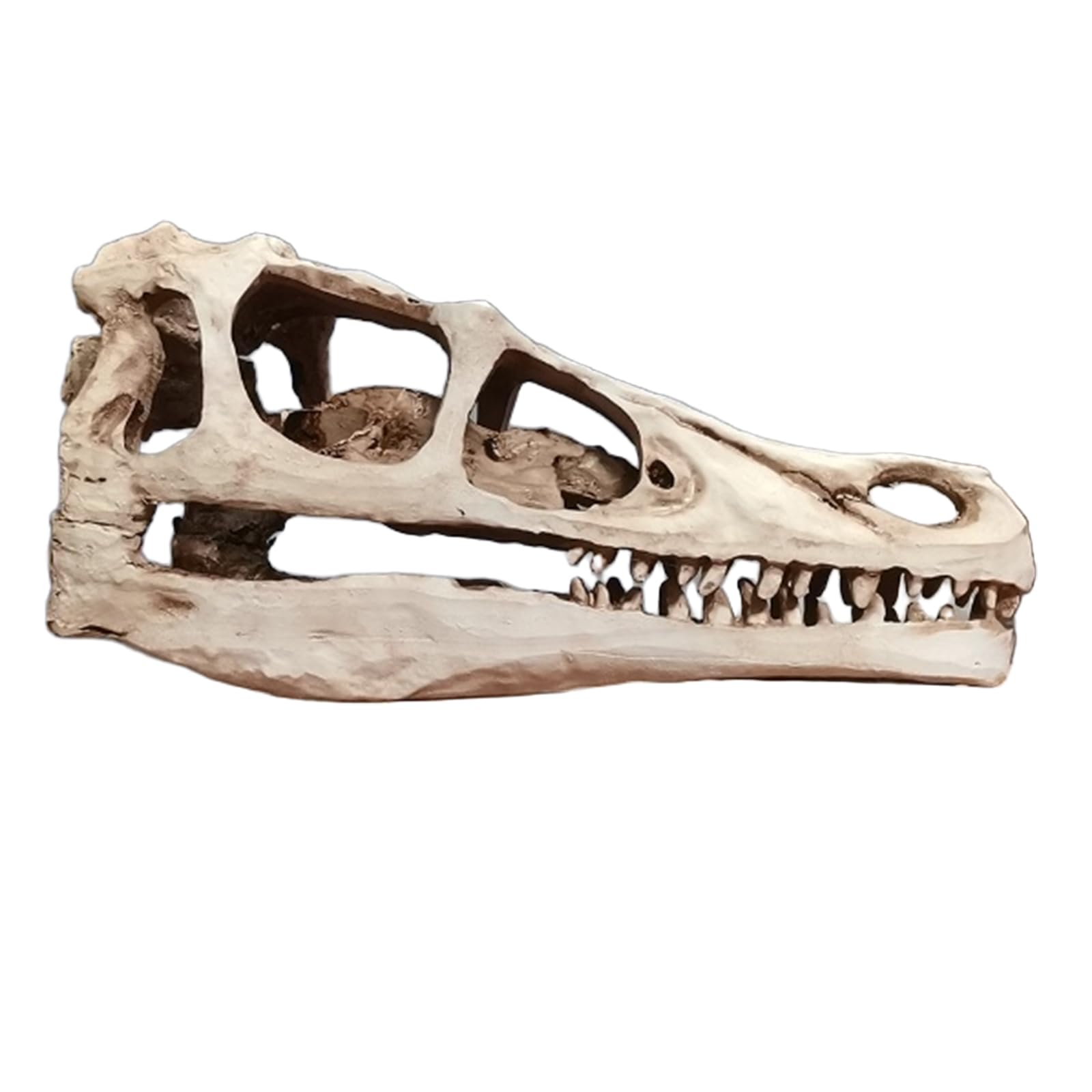 Realistisches Dinosaurier-Skelettmodell Velociraptor-Dinosaurier-Schädel Fossil Dinosaurier-Geschenke für Erwachsene,Grau,17cm