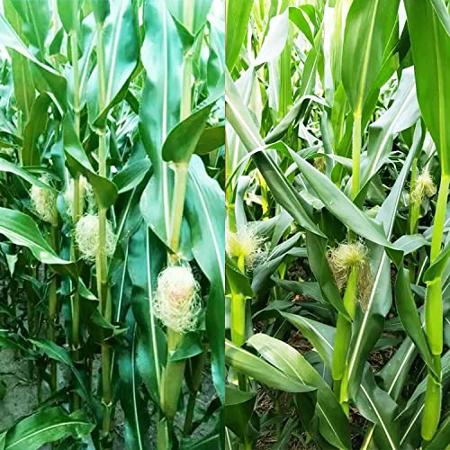 200 Pcs "Peaches And Cream" Bi-Color Sweet Corn Seeds, Non Gmo & Heirloom Seeds, Peaches & Cream Zea Mays Seeds #TOP3