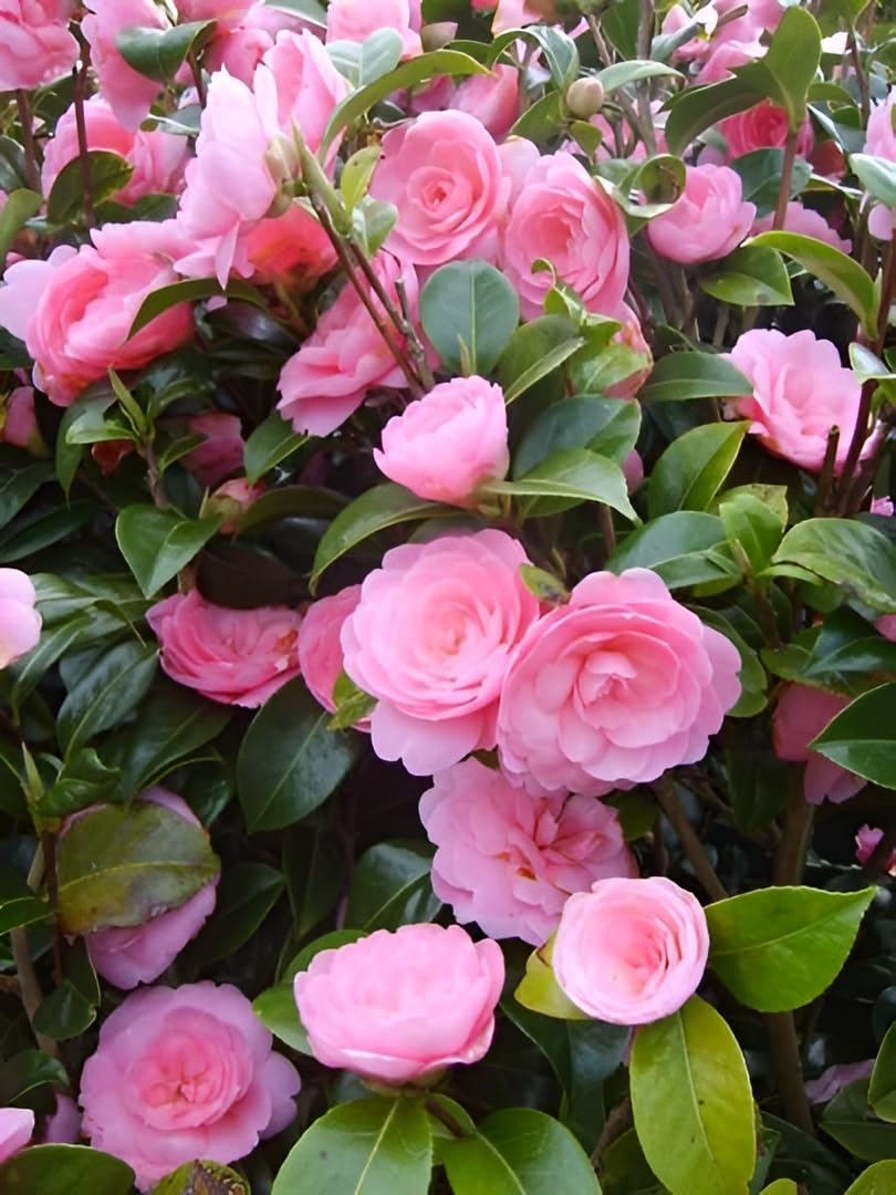 Pink Camellia Original Variety Live Plant (Pack of 1) : Amazon.in