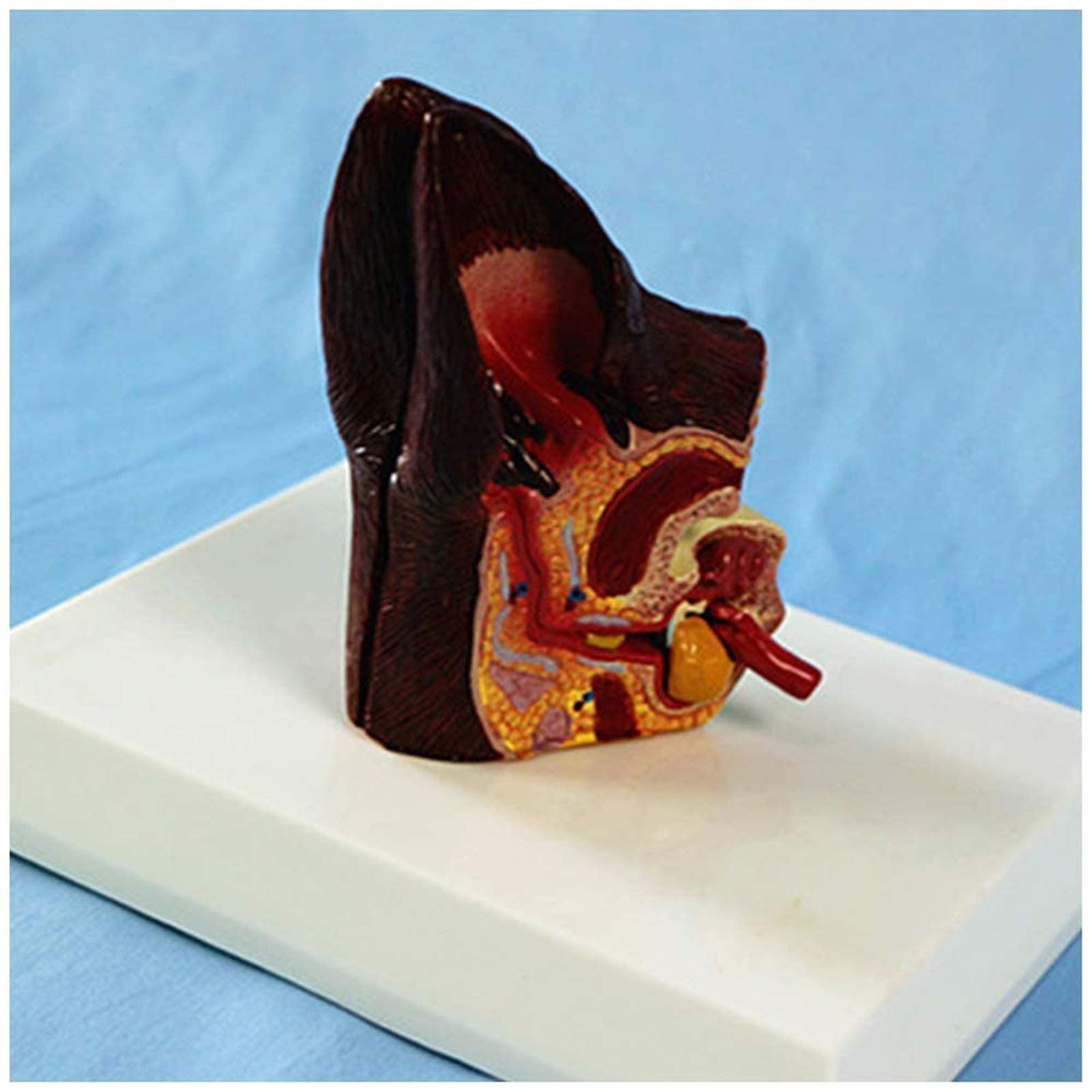 Modèles Anatomiques Squelettiques, Modèles D'organes Animaux - Modèles d'oreilles De Chien - Matériaux PVC Modèles Anatomiques Pathologiques Modèles Animaux D'enseignement Médical