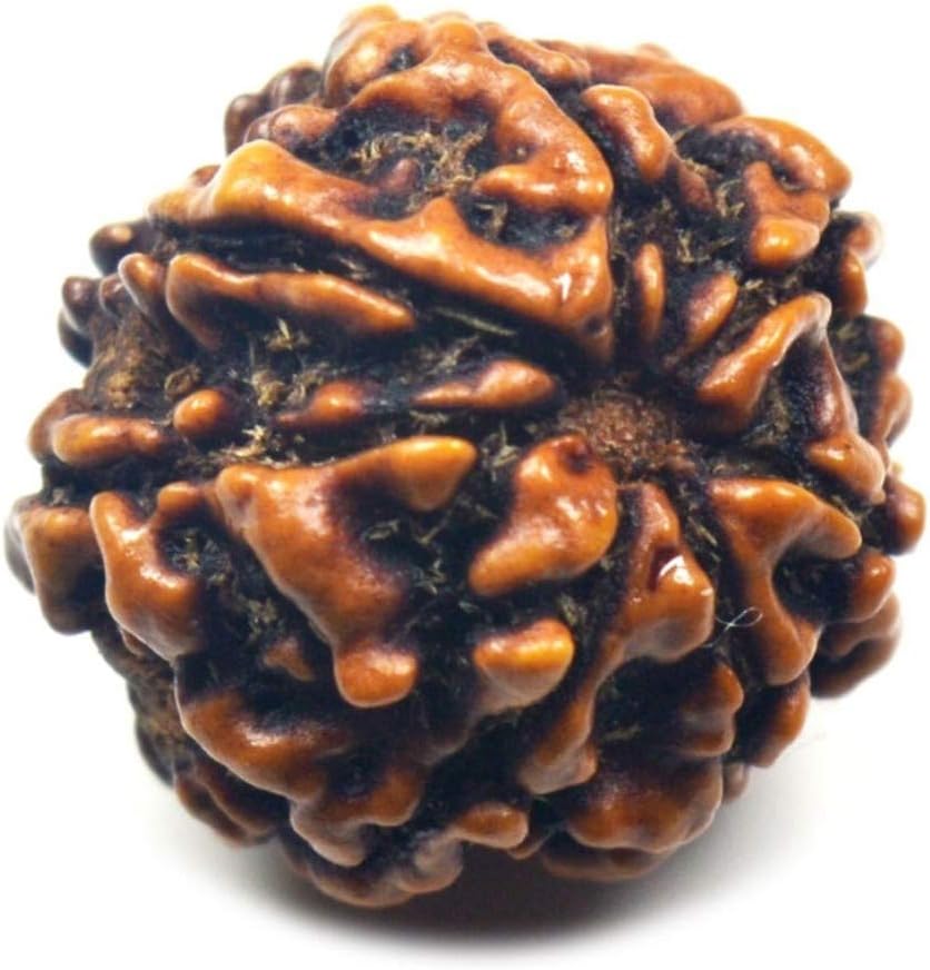 Genuine 7 Face 7 Mukhi Rudraksha Bead Nepali Loose for Chakra Healing Spiritual Round Rudraksh