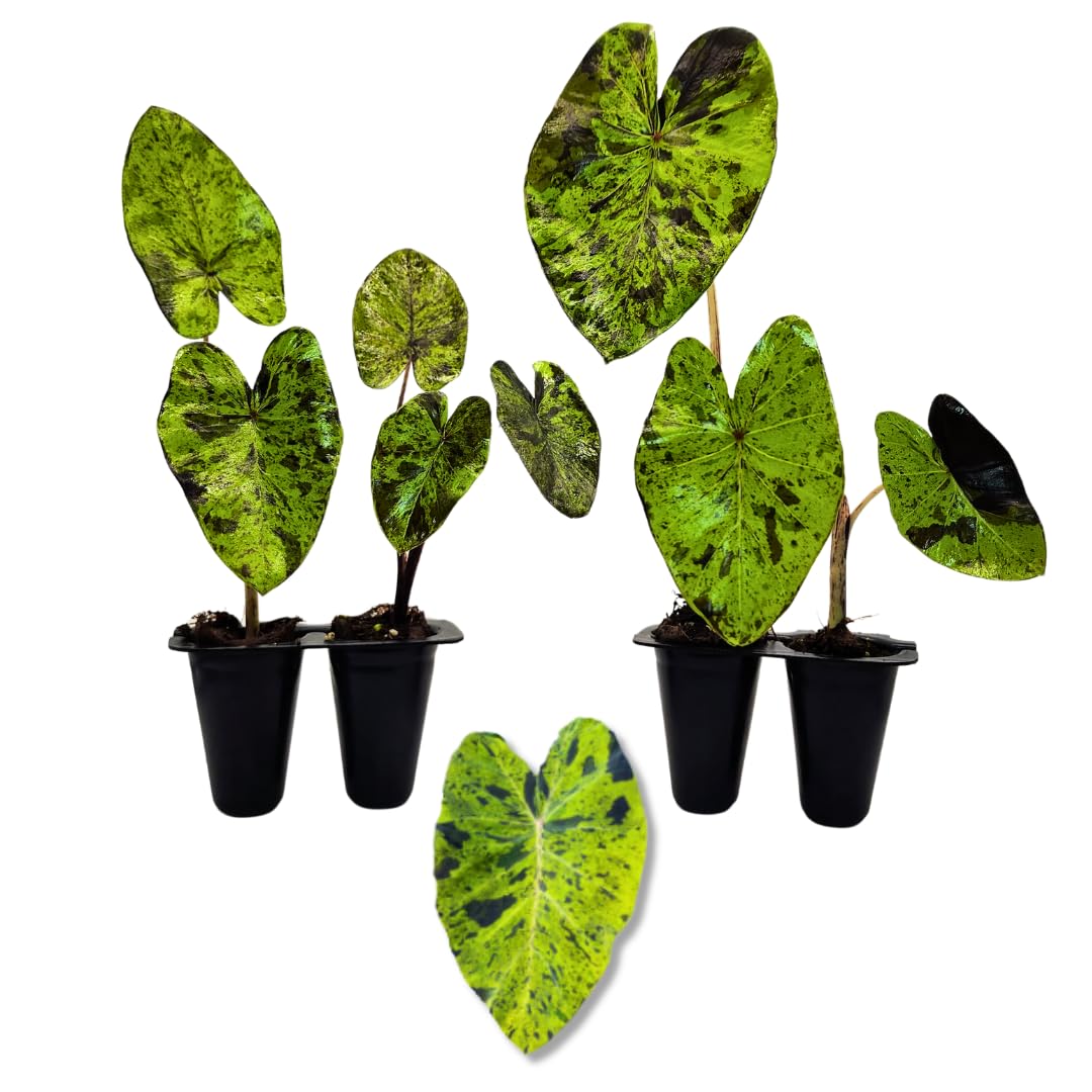 best window for pink princess philodendron Philodendron Pink Princess in Trellis, Philodendron Erubescens