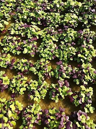 Miniatura 2 de Mezcla de ensalada picante, mezcla de variedades picantes de semillas para plantar, más de 500 semillas tradicionales por paquete, semillas de