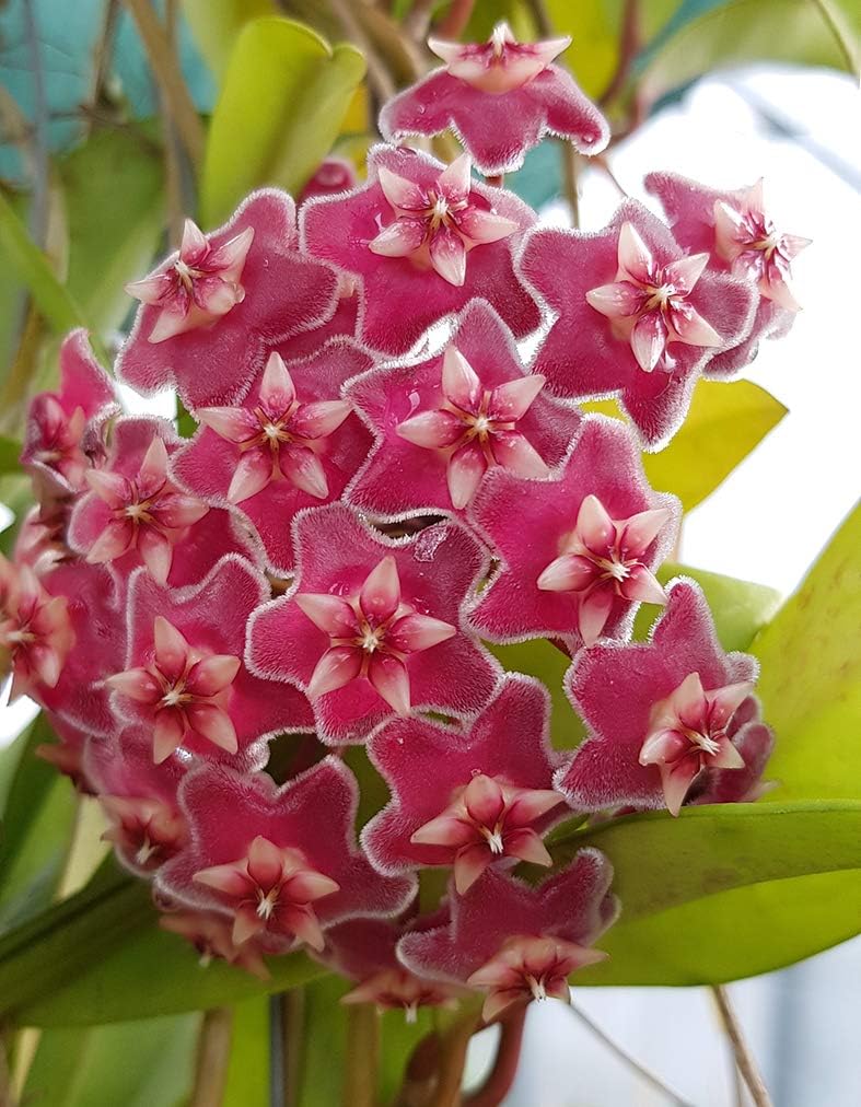 Hoya pubicalyx wunderschöne hängende Zimmerpflanze ebenso Wachsblume