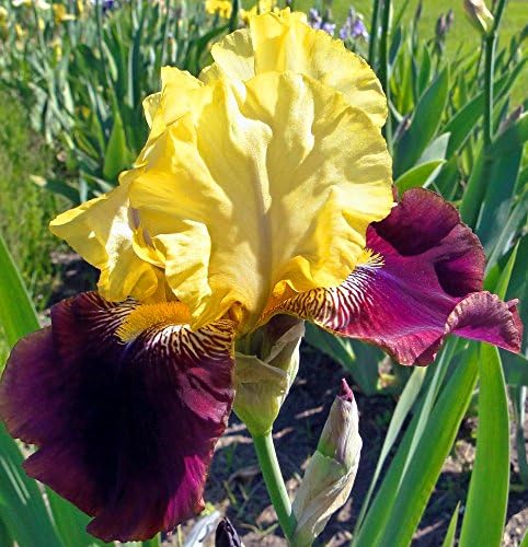 Blatant Purple & Yellow BEARDED REBLOOMING IRIS (1) Rhizome/Bulb/Root Ready for Planting Now