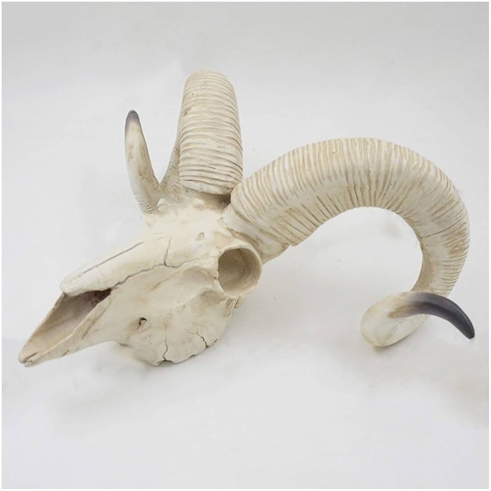 Amazon.co.jp: 羊の頭蓋骨モデル-3D動物彫刻樹脂羊の頭蓋骨