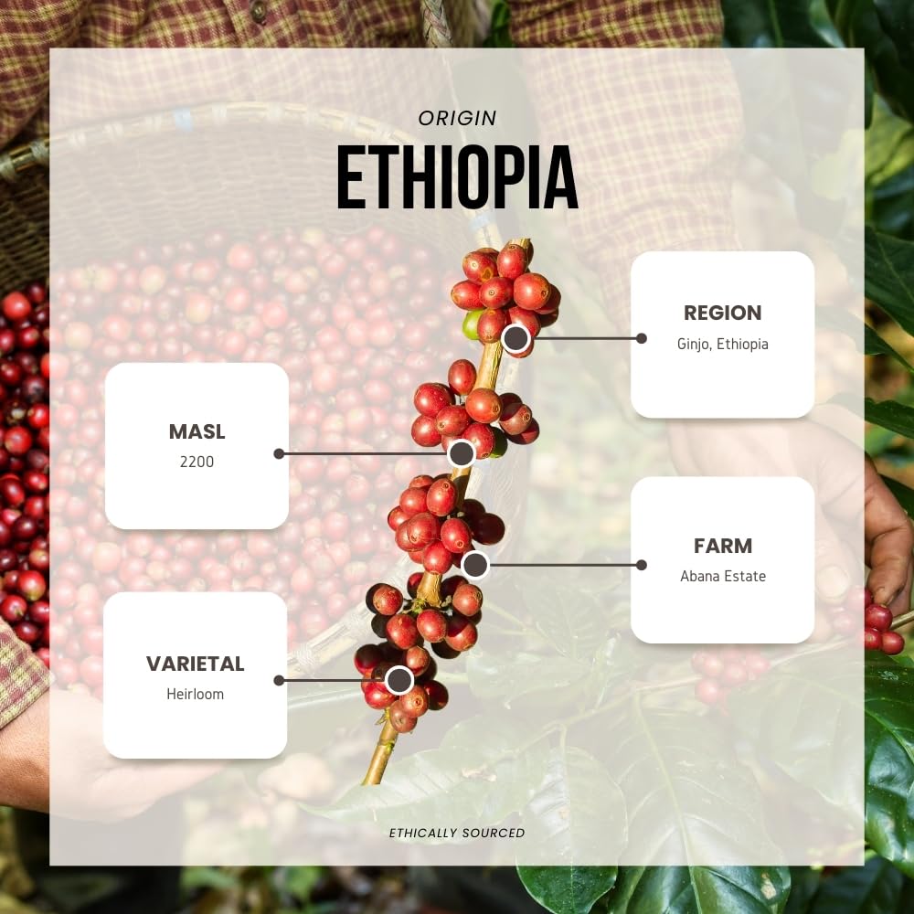 Reborn Coffee Specialty Whole Bean Coffee, Light-Medium Roast, 12 Ounce, Ethiopia Abana Estate Ginjo, Notes of Citrus Blossom, Honeysuckle, Watermelon, and Nectarine
