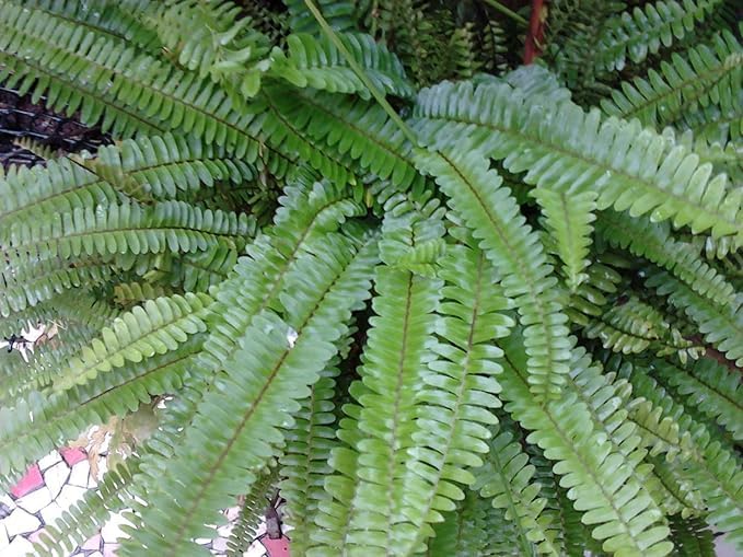 Image of Live Boston Green Fern Air Purifier Plant Comprehensive Boston Fern Indoor Plant with Pot (FERN PLANT)
