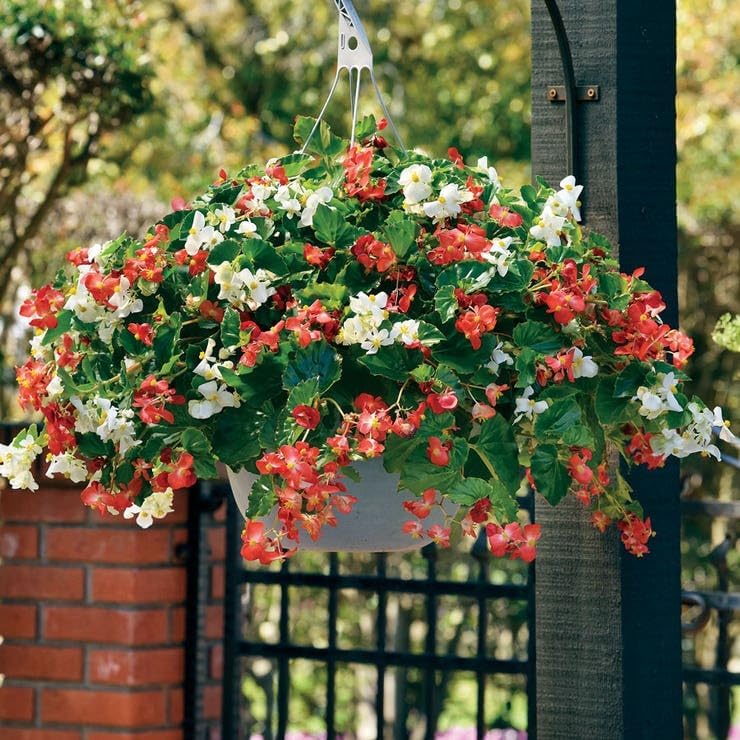 Vista 2 de Park Seed Hula Red & White Mix Begonia Seeds – Paquete de 10 semillas, flores rojas y blancas vibrantes, hábito de arrastre, perfectas para colgar
