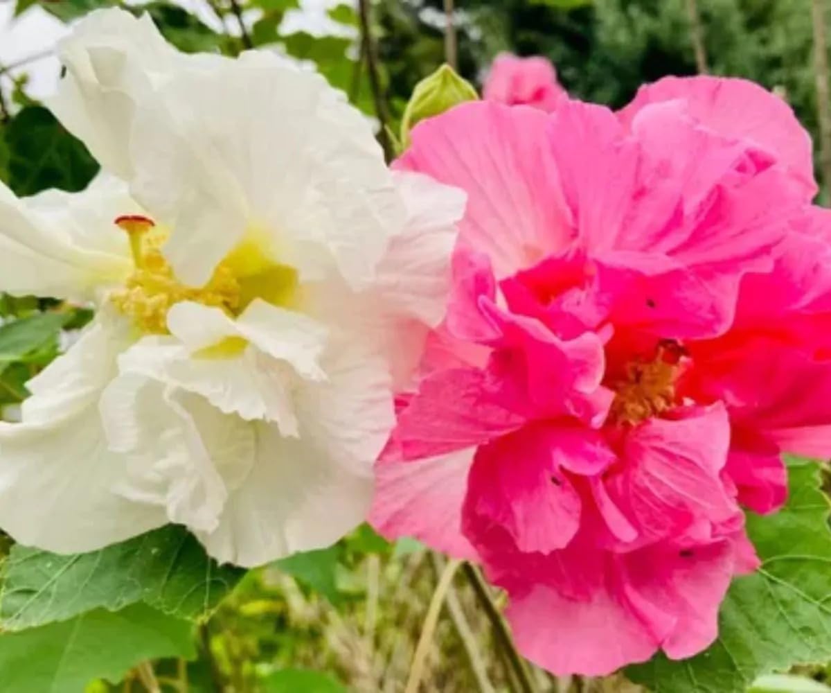 Golden Bloom Hybrid Live Pink Sthal Padma/Confederate Rose/Land Lotus Flower Plant/Hybrid/Grafted Amazing Shape Flower Plant For Home Garden (B0CSBYDP7R) Amazon Price History, Amazon Price Tracker