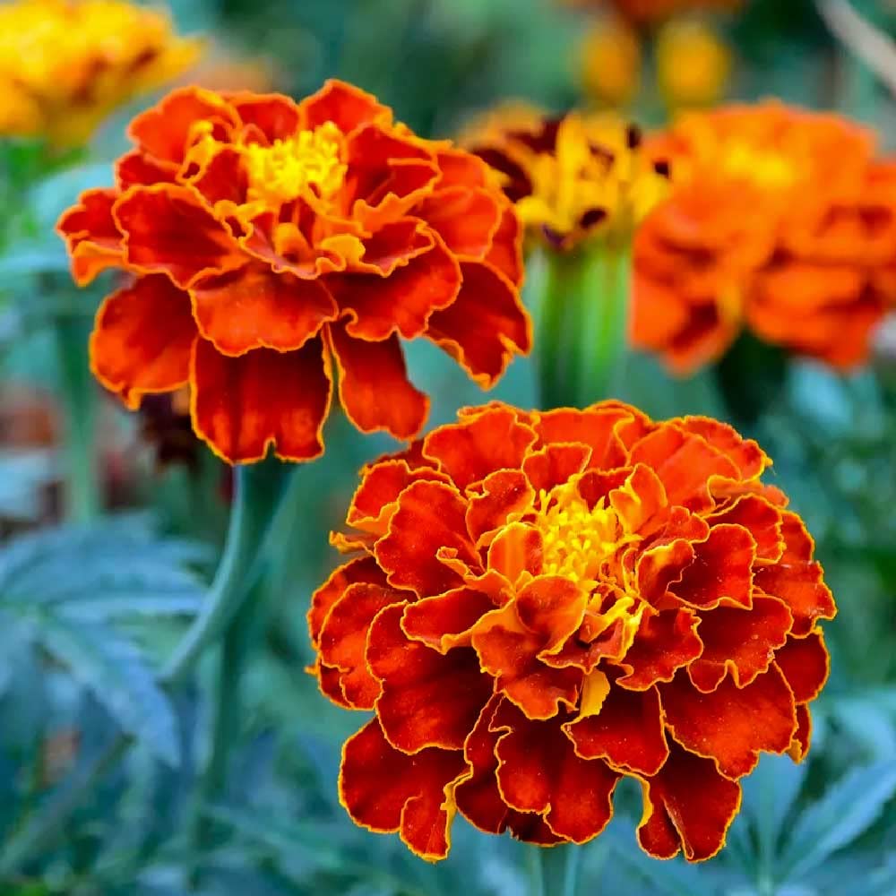 MATABE Marigold Flower Seeds Combo of 3 Different Variety Colour-Yellow, Orange & French African f2 Premium Hybrid Marigold Seed/Genda Phool Seed Packet of 500+ Seeds (French) (B0BRJQNJVC) Amazon Price History, Amazon Price Tracker