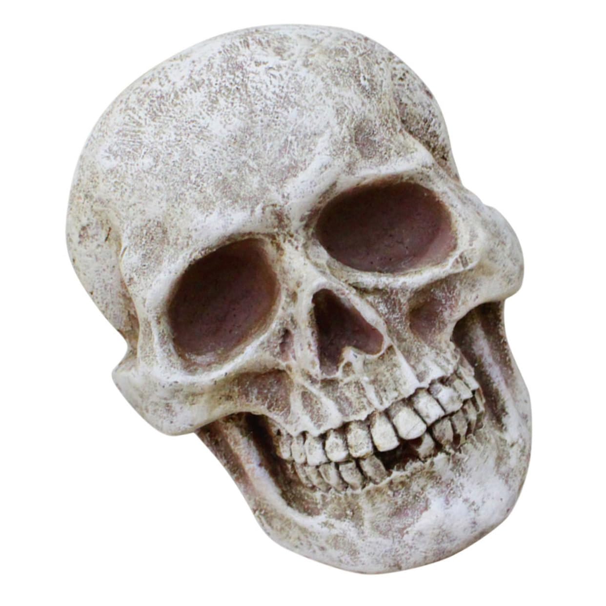 3 Piezas de Calaveras de Esqueleto para Fiestas de Halloween, Accesorios para Casas embrujadas, decoración de Casas embrujadas, Modelo de Esqueleto, Adornos de Cabezas de Calavera