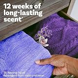 Downy Infusions In-Wash Wash Perły wzmacniające zapach, Calm, uspokajająca lawenda i laska wanilii, 24 uncje