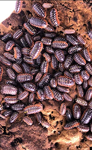 Live Clown Montenegro Isopods Armadiliidium Kluggi Insects Roly Poly Cleanup Crew for Terrarium Reptile Pet Food (10 Count)